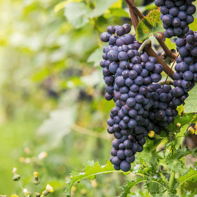 image d'une grappe de raisin